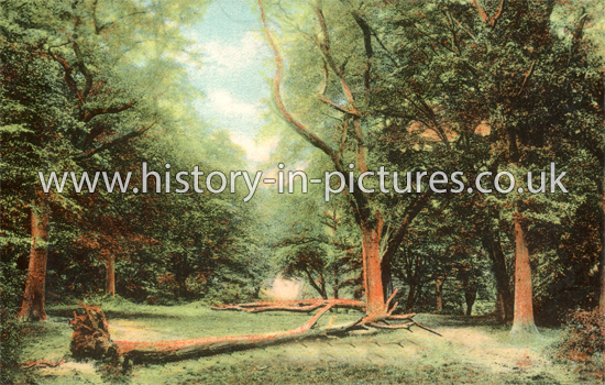 High Beech, Epping Forest, Essex. c.1910